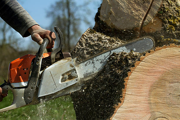 How Our Tree Care Process Works  in  Crossville, AL